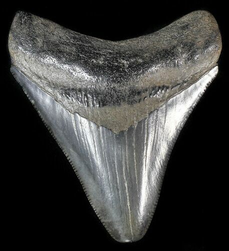 Serrated, Fossil Megalodon Tooth - Georgia #58102